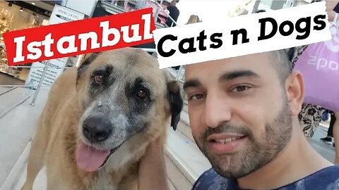Istanbul Stray Animals- How Turkish People Treat Cats and Dogs