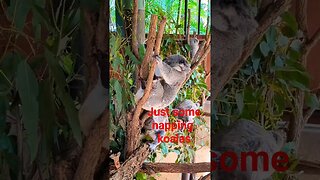 koala time! #shorts #short #subscribe #sub #youtube #youtubeshorts #animals #wildlife #australia #4k