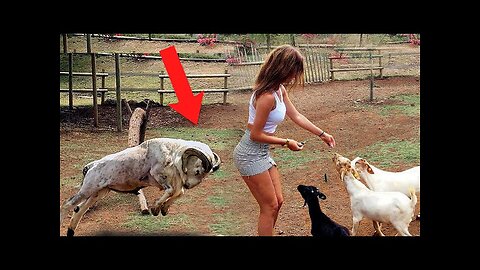 CAUGHT ON FILM! 🦁 Amazing Animal Moments