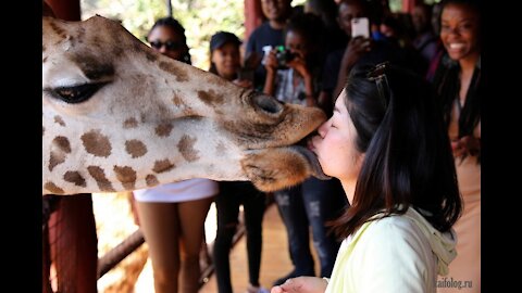 Jokes with animals June 2021