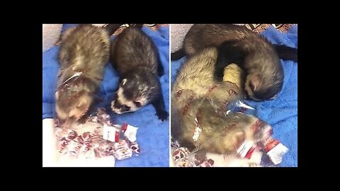 Ferrets adorably battle for a bag of candy
