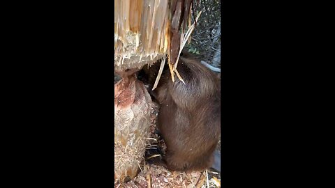 How a beaver fells a 🌲 tree