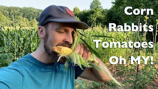 Corn, Rabbits, and Tomatoes | Garden Update July 19, 2020