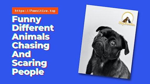 Funny Different Animals Chasing and Scaring People - Stay Pawsitive