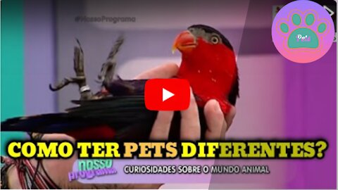 Most different pets in the world