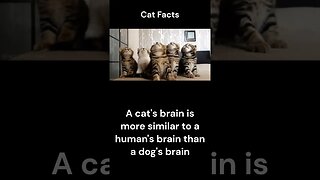 Cat Facts #shorts #youtubeshorts #cat #facts #Humor