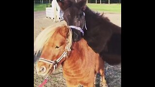 Baby mule rides on top of miniature horse