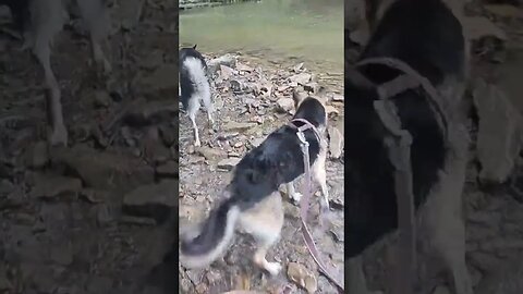 Twerking Dogs #doggo #dogs #dogshorts #dog