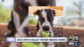 Dog with Valley Fever needs a home