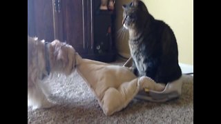Dog doesn't want to Share Pillow with Cat Brother