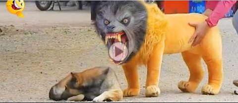 Troll Prank 🐕 Dog Funny & fake 🦁 Lion and Fake 🐅 Tigger Prank To 💖🐕 Dog & Huge Box Prank to 🐕 Dog.