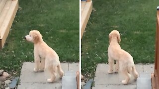 Goldendoodle's Crazy Bark Sounds Like She's Laughing