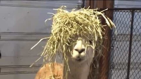 Hipster alpaca wears hay wig