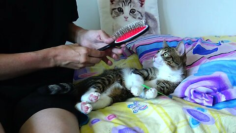 This Cat Is Chilling on the Bed