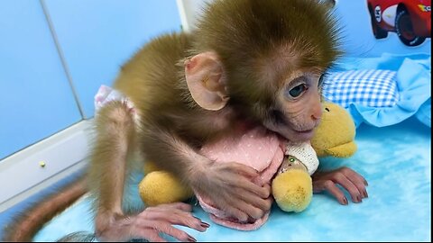 Baby monkey Bon Bon playing with So cute duckling and teddy bear in the bedroom funny animal video