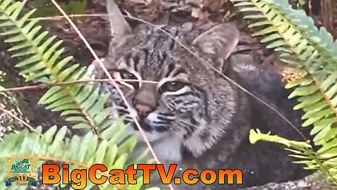 Come along with #CaroleBaskin at Big Cat Rescue to see the cats! 05 16 2023