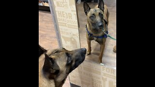Young, rescued Belgian Malinois goes to Tractor Supply Company for the first time .