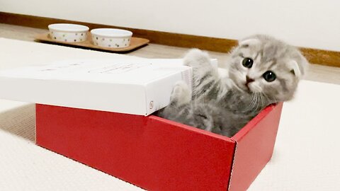 Kitten play with box funny cats