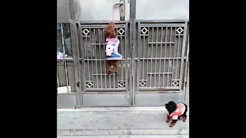 Cute dog opening the gate