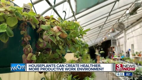 Houseplants Can Create Healthier, More Productive Work Environment