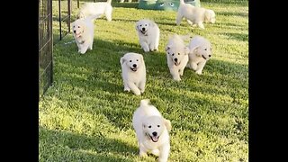 Puppies Playing and Running Around with each other and their mom bounces away, wow too funny!