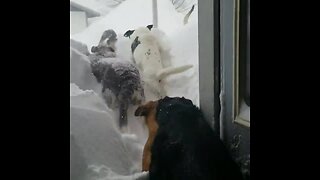 Pack Of Dogs Struggle To Run Through Insane Snowdrift Buildup