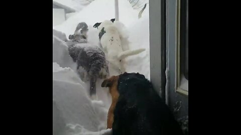 Pack Of Dogs Struggle To Run Through Insane Snowdrift Buildup