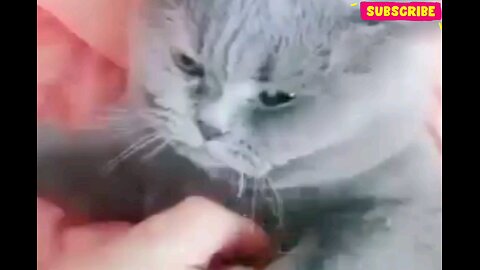 Of the slap cavity cat😂🤣 trending video