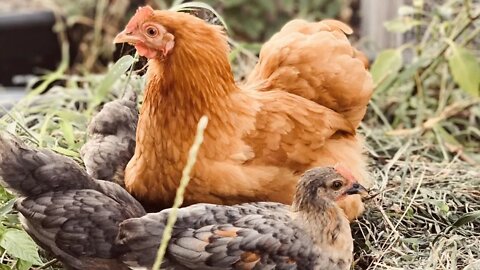 Chicken Genetics - Creating a Stable New Breed that will Breed True