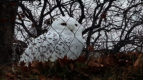 Snow ❄ owl 🦉 in the Zoo Berlin 🦉