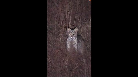 Hunting Coyotes #shorts #cats #animals #hunter #035