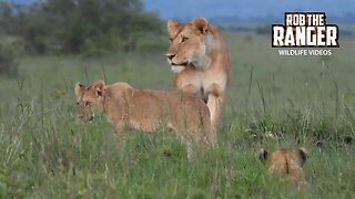 Late Afternoon Lions | Lalashe Maasai Mara Safari