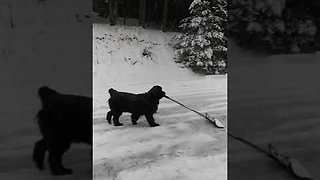 Newfie Dog Loves Helping Her Owner Shovel Snow