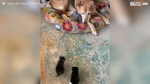 Doting dog takes care of abandoned cats