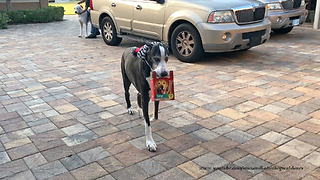 Santa Hat Wearing Great Dane Delivers Dog Cookies