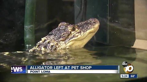 Alligator left at Point Loma pet shop