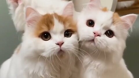Kumpulan Anak Anak kucing lucu yang menggemaskan, A collection of adorable cute kittens