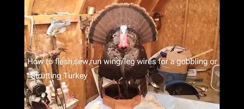 Turkey Taxidermy Part One(For Gobbling,Flying,and Strutting)