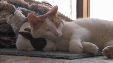 What a wonderful sight my cat and rabbit are sleeping in fun