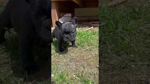 #frenchbulldogpuppiesforsale #frenchbulldog #frenchbulldogpuppies #frenchbulldogpuppy