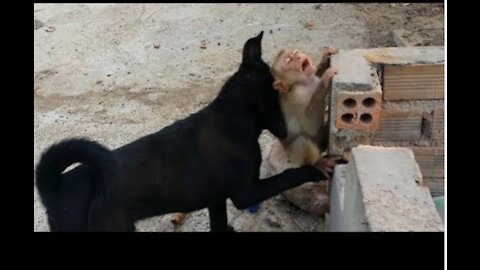 The monkey bullied the dog