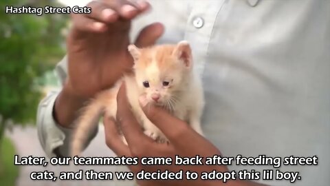 Abandoned kitten stops people to get attention but they're busy in their activities.