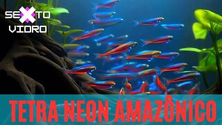 PEIXE NEON: O AMAZÔNICO MAIS AMADO DO MUNDO (Cheirodon axelrodi )