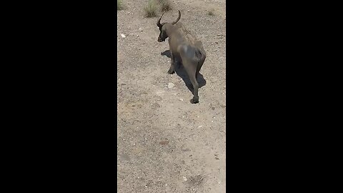 buffelo fighting