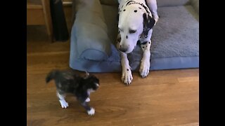 Feisty Funny Kitten Adorably Terrorizes Patient Dalmatian