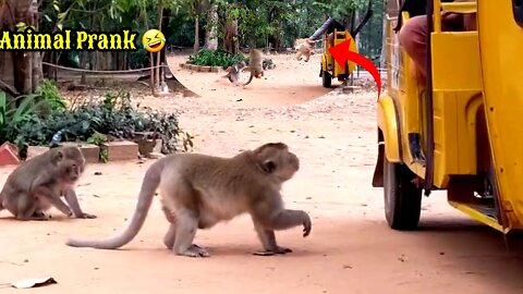 The monkey was so scared when he saw the tiger By Prank Video