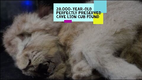 28,000 Year-Old Perfectly Preserved Cave Lion Cub Found