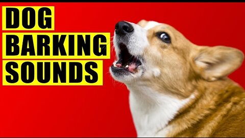 Dog Barking Sounds Compilation ( see how your dog reacts )