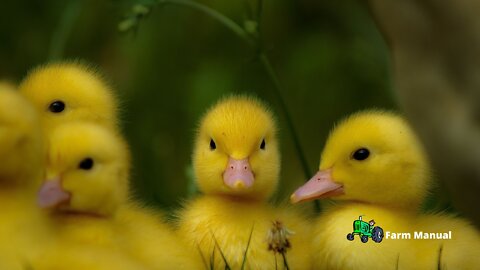 Farm | The Beauty of Ducks