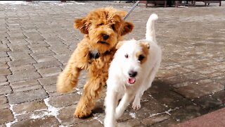 Ares with a golden doodle Oakley at Apres Skiing